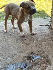 Cucciola pitbull di 4 mesi