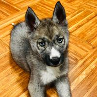 Siberian Husky con pedigree enci