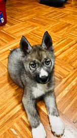 Siberian Husky con pedigree enci