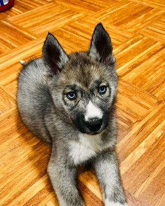 Siberian Husky con pedigree enci