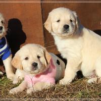 Cuccioli Golden Retriever selezionati