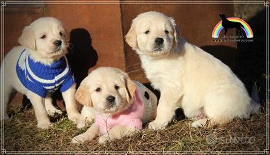 Cuccioli Golden Retriever selezionati