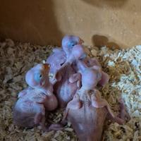 Pappagalli parrocchetti dal collare