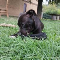 American Pitbull terrier