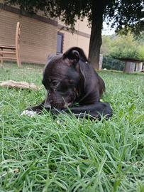 American Pitbull terrier