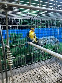 Cardellino majior