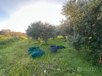 Terreno 1100 mq circa zona pellaro