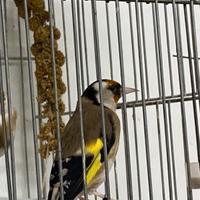 Cardellini cardelline 2025