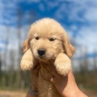 Marley e Paris cuccioli Golden retriever americano