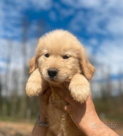 Marley e Paris cuccioli Golden retriever americano