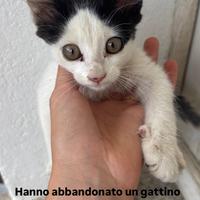 Gattino a olbia