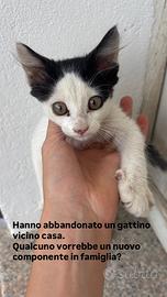 Gattino a olbia