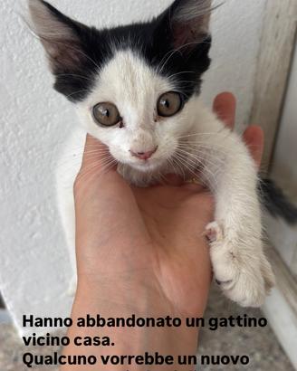 Gattino a olbia