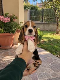 Cuccioli di beagle