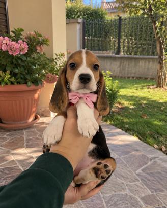 Cuccioli di beagle