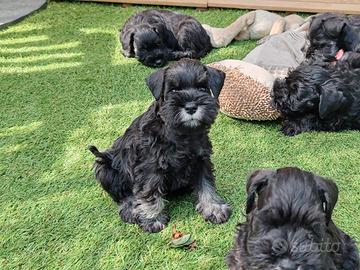 Schnauzer nano cuccioli
