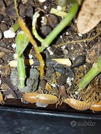 Porcellio leavis orange