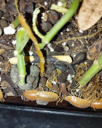 Porcellio leavis orange