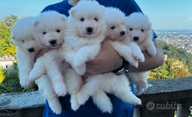 Cuccioli di samoiedo