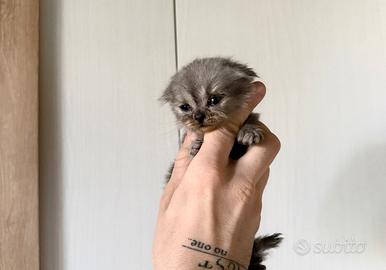 British cucciole