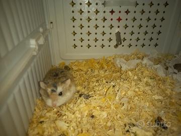 Criceti roborosky