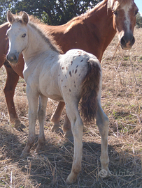 Puledri maschi meticci