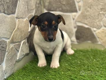 Jack Russell