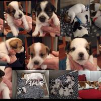 Cuccioli Jack Russel