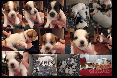Cuccioli Jack Russel
