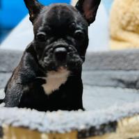 Animali