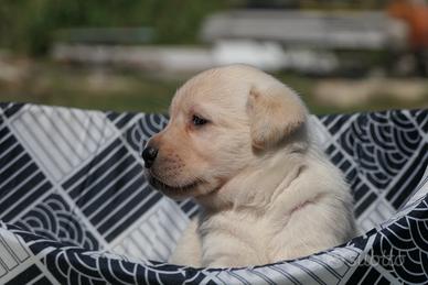 Meravigliosi Cuccioli di Labrador