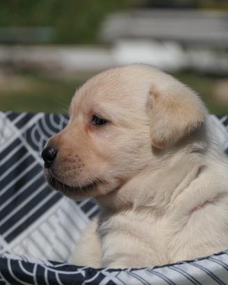 Meravigliosi Cuccioli di Labrador