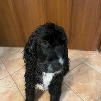 Cocker spaniel inglese