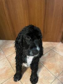 Cocker spaniel inglese