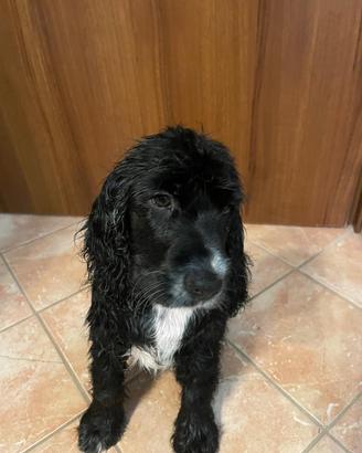 Cocker spaniel inglese