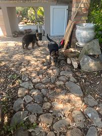 Cuccioli pastore tedesco