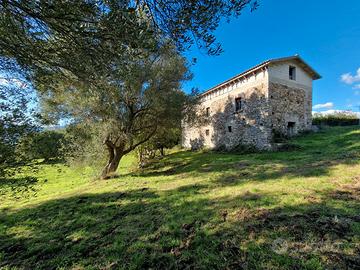 Uliveto Seminativo Querceto con fabbricato