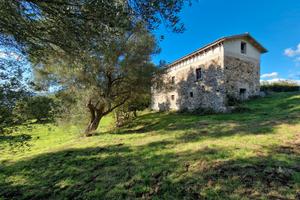 Uliveto Seminativo Querceto con fabbricato