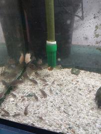 Pesci tropicali corridoras