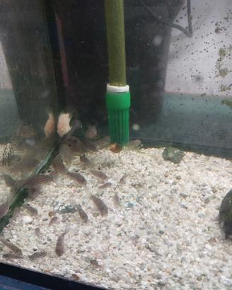 Pesci tropicali corridoras