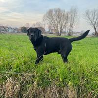 Accoppiamento Labrador