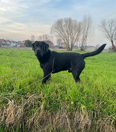 Accoppiamento Labrador