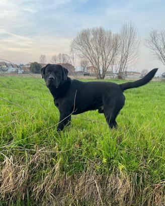 Accoppiamento Labrador