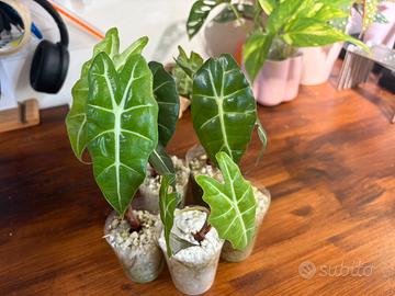Baby Alocasia polly