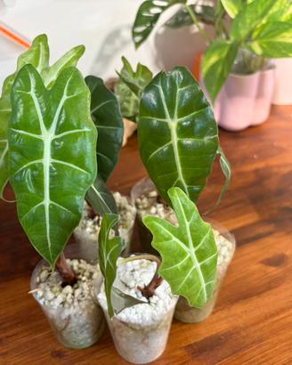 Baby Alocasia polly