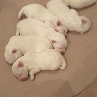 Cuccioli maltesi maschi nati il 20 maggio