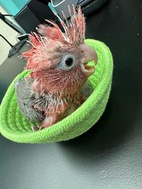 Baby Cacatua Rosa