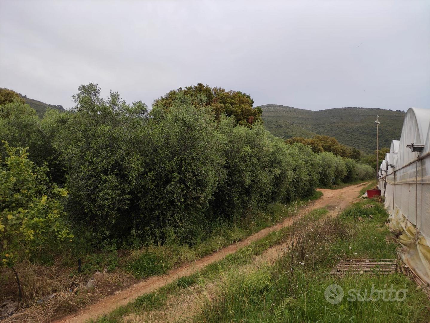Terreno con alberi di ulivo - View 4