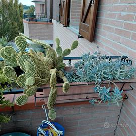 Splendida Fioriera Verticale da Parete con Cactus