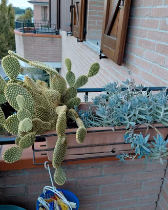 Splendida Fioriera Verticale da Parete con Cactus